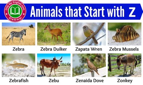 15 Animals That Start With Z Animals Beginning With Z