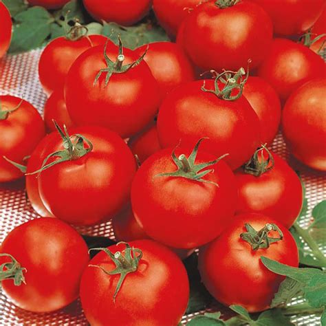 Tomato Standard Sparta F1 Seeds From Mr Fothergills