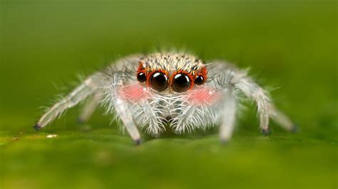 Cute Spider Wallpapers Top Free Cute Spider Backgrounds Wallpaperaccess