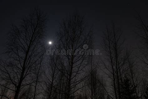 A Full Moon Over A Forest Stock Photo Image Of Night 244066240