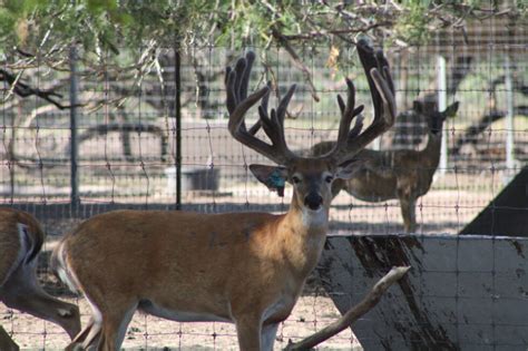 Texas Deer Breeding Program Tecate Creek Whitetail