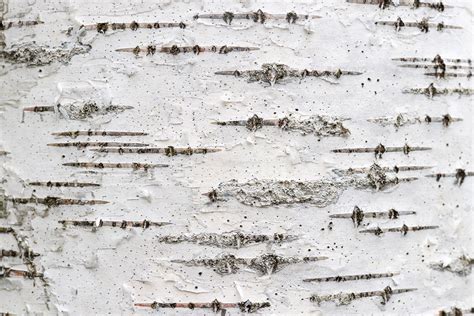 12 Birch Bark Background Textures By Texturesstore 3docean