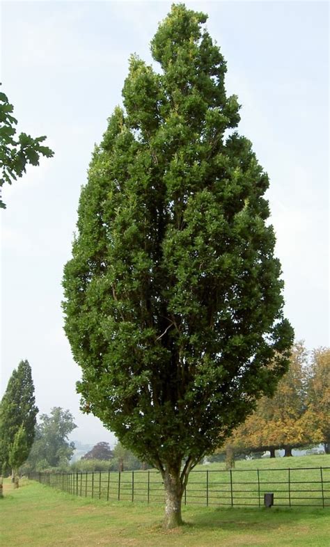 Quercus Robur Fastigiata Pb18 Springvale Garden Centre