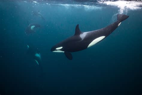 Killer Whale Swimming Underwater