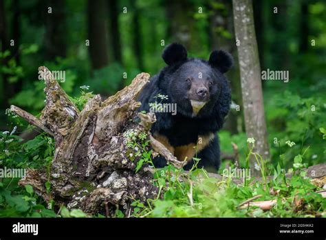 Close Asiatic Black Bear Ursus Thibetanus In Summer Forest Wildlife