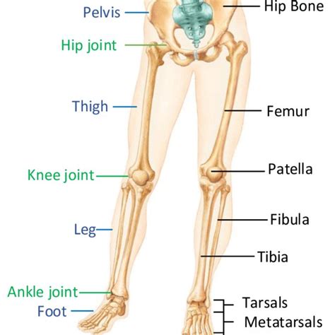 A Typical Synovial Joint The Knee Joint Download Scientific Diagram
