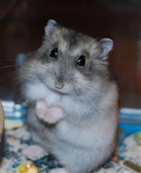 Hehe Standing Up Hamster Care Baby Hamster Animals And Pets