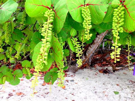 Sea Grape Trees Line Many Of The 39 Beaches Of St John Usvi Virgin