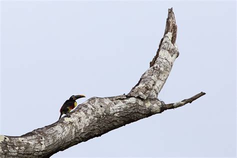 Chestnut Eared Aracari Leeann Heringer Flickr