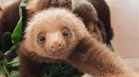 These Smiling Baby Sloths Are Sure To Lift Your Spirits