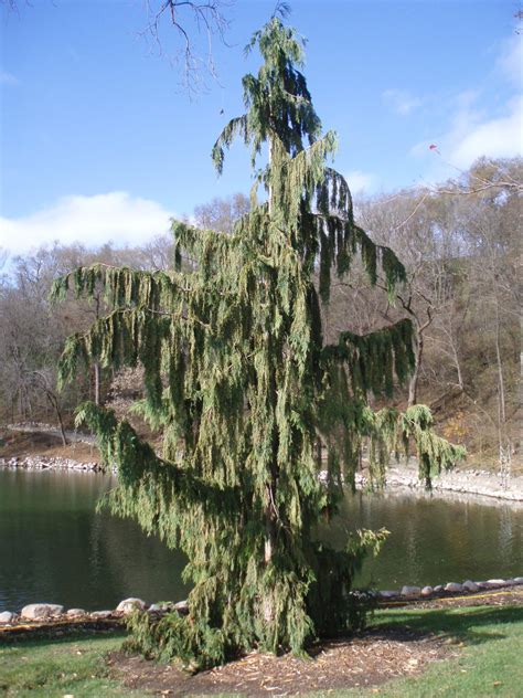 Weeping Alaskan Cedar Rotary Botanical Gardens