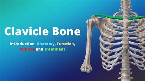 Clavicle Bone Introduction Anatomy Function Injuries And Treatment