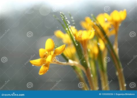 Yellow Flower With Water Drops Narcissus With Beautiful Bokeh Stock