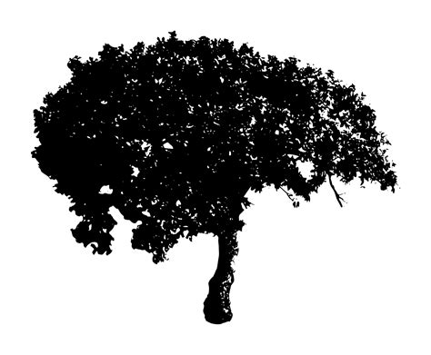 7 Black Tree Png Image Transparent