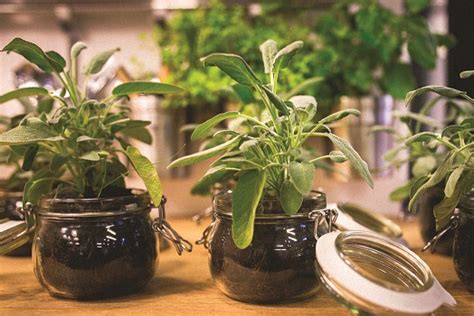 Indoor Gardening For A Year Round Harvest The Sunriseguide