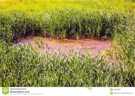 The Dangerous Swamp In Grass Thickets Stock Image Image Of Green