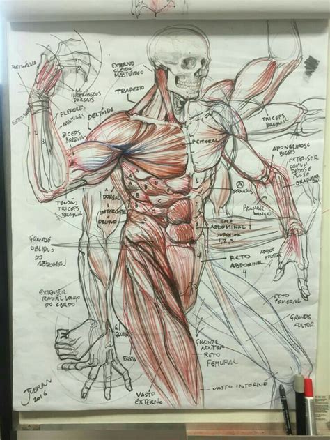 Pin De Erick Cardona Em Estudios Anatomia Do Corpo Humano Desenho