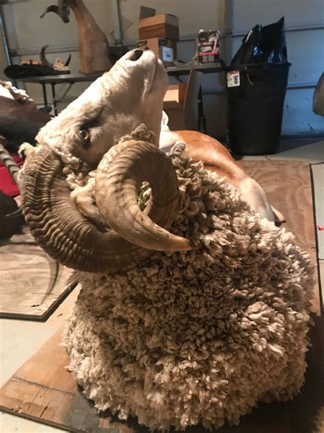 Sheep Taxidermy Very Rare Ebay