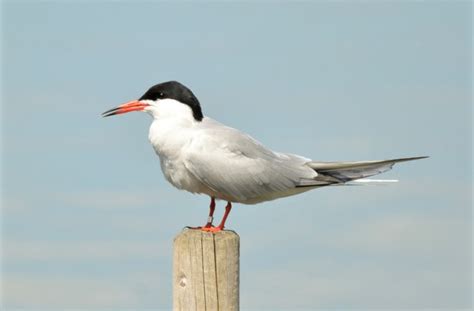 Common Tern Bird Aware Solent