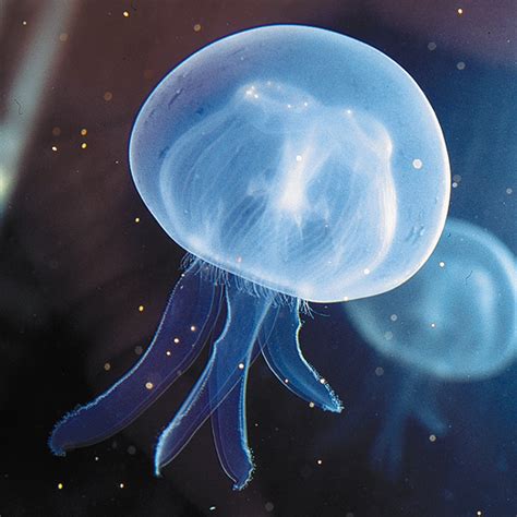 A Wall Of Jellyfish Exhibit Sea Life Orlando Aquarium