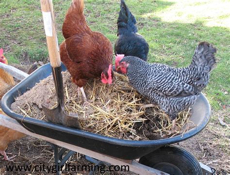 Just like your other pets, chickens need food, a clean shelter, and exercise. Raising Chickens (20+ Reasons Why You Should) - City Girl ...