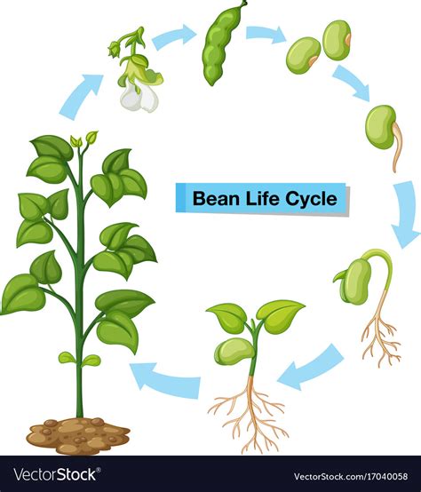 Diagram Showing Bean Life Cycle Royalty Free Vector Image