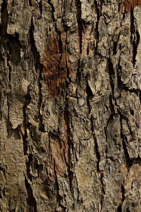 Blurred Brown Nature Background Beautiful Wooden Texturetree Bark