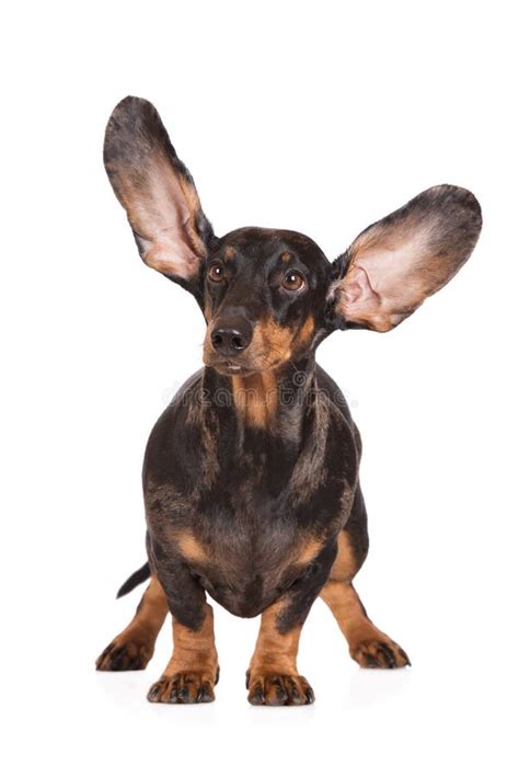 Funny Dachshund Dog With Ears In The Air Stock Photo Image Of Ears