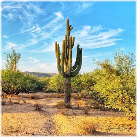 Giant Saguaro Standing Tall Photograph By Barbara Zahno Pixels