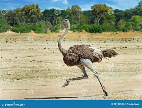 Female Ostrich Running Across The Hwange Plains Stock Photo Image Of