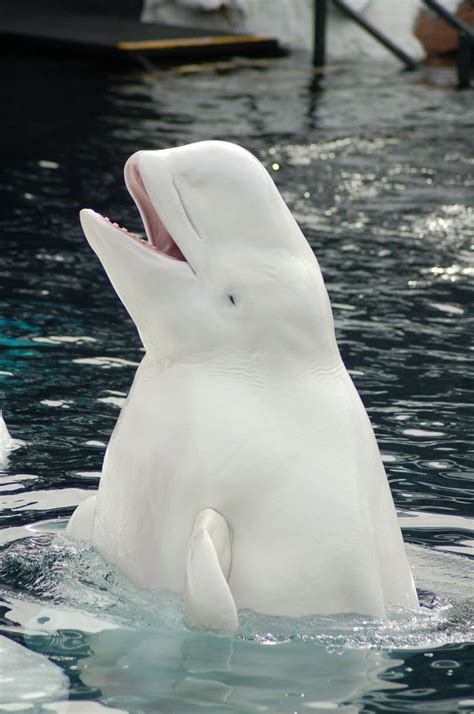 Beluga Whale Animal White Albino Beauty Twitter Pinterest