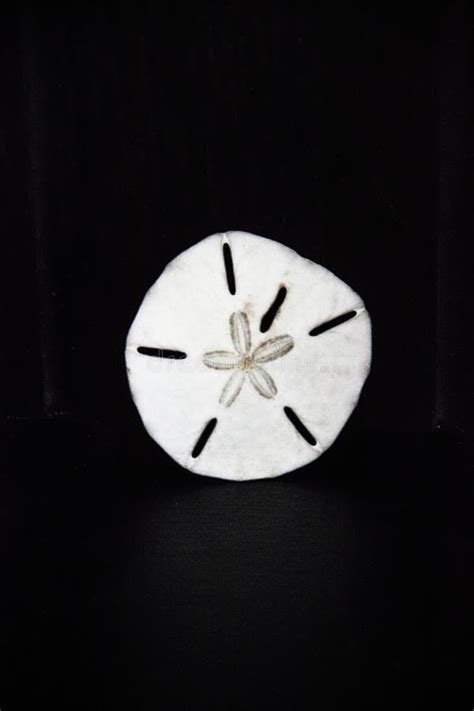 White Sand Dollar On A Black Background Stock Photo Image Of Dollar