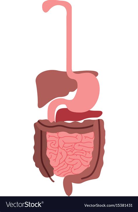 Colorful Silhouette Human Digestive System Vector Image