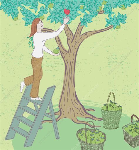 Woman Picking Apples Illustration Stock Image C0399550 Science