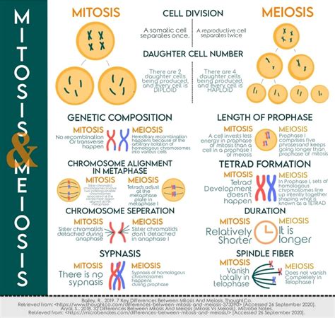 Mitosis And Meiosis Infographic Infographic Service By K