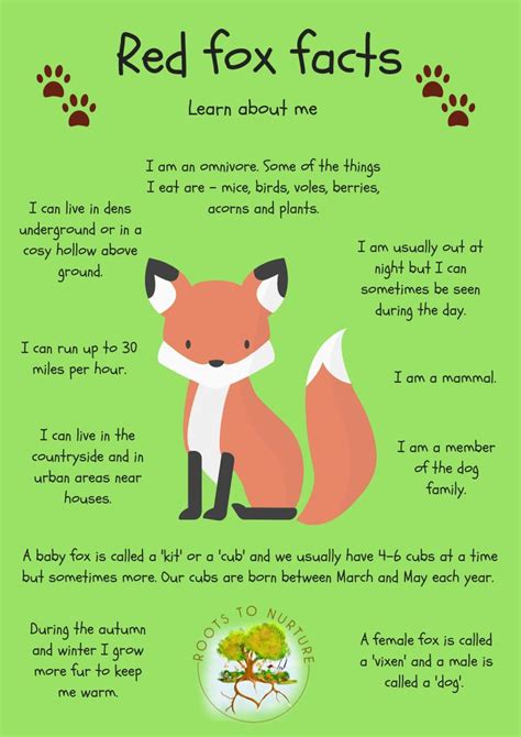 Nature And Wildlife Red Fox Facts For Kids Childrens Wildlife