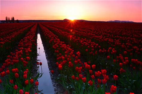 Tulips Field At Sunset Wallpapers Wallpaper Cave