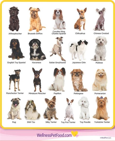 List Of All Small Dog Breeds Moo Seat The Forest