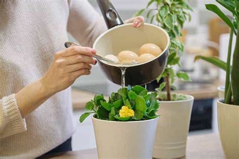 It also contains magnesium and some trace nutrients. How to Use Eggshell As Fertilizer (Step-by-Step ...