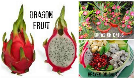The appearance of dragon fruit is part of its appeal. Fit Inside & Out Housewife: 10 Benefits of Dragonfruit & How to cut and Eat!