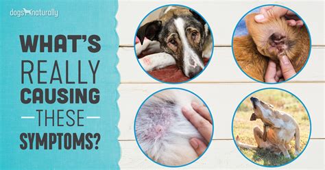 Atopic Dermatitis In Dogs A Holistic Healing Approach Dogs Naturally