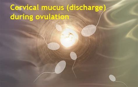 What Does Your Discharge Look Like When You Are Ovulating