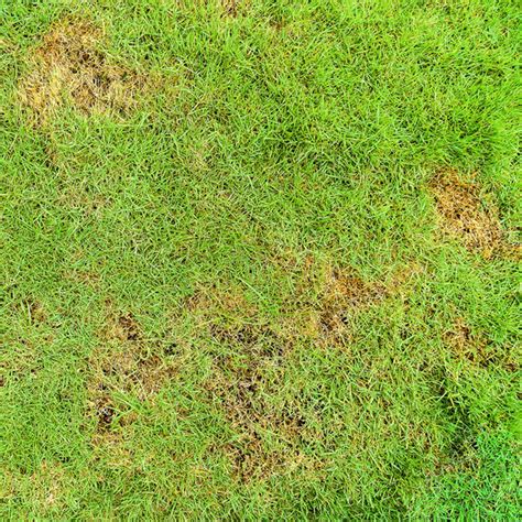 Lawn Grub Damage And How To Treat It Lawn Guard