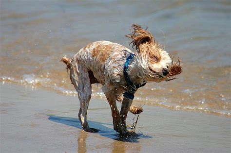 A Gallery Of Dogs Shaking Off Water