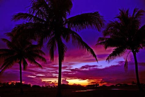 Palm Trees Florida Palm Tree Sunset Weather Underground Trip Planning
