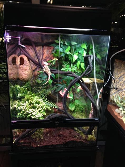 Crested Gecko Terrarium Size And Cohabitation Notes Reptifiles