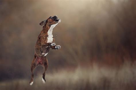 Boxer Dog Jump In The Air Photograph By Tamas Szarka Fine Art America