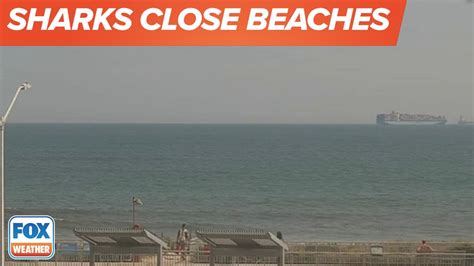 Shark Sightings Prompt Rockaway Beach Closures Youtube