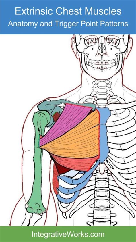 √ Male Chest Muscles Diagram Muscle Detailing The Chest Workout For