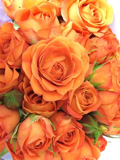 Orange Babe Spray Roses Spray Roses Rose Orange Flowers